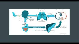 Mechanism of Action and Pharmacokinetics of Albuterol [upl. by Refotsirhc999]