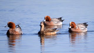 Eurasian Wigeons 4K [upl. by Burtis]