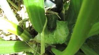 How to Control and Eliminate Squash Vine Borer  Southwest Victory Gardens [upl. by Dlanod]