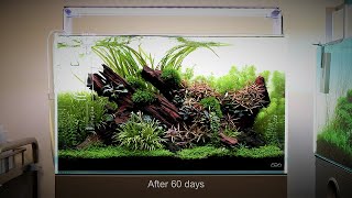 Nature Aquarium Aquascape Tutorial Step by Step ADA 60p at Aquarium Gardens [upl. by Petigny]