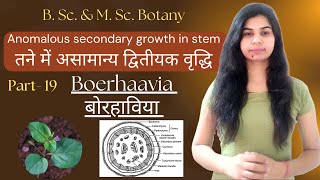 Anomalous secondary growth in stem  Boerhaavia बोरहाविया  B Sc amp M Sc Botany [upl. by Notaes]