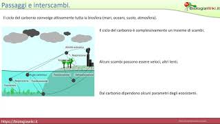 Ciclo biogeochimico del carbonio [upl. by Godliman]