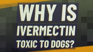 Why is ivermectin toxic to dogs [upl. by Spada]