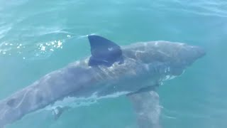 15 Foot Great White Shark Consumes Diver as Family Watches  Therese Cartwright [upl. by Cirle521]