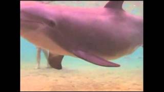 Raw Video Dolphin Gives Birth in Hawaii [upl. by Harragan800]