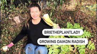 Growing Daikon Radish [upl. by Esahc]