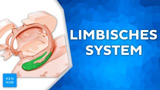 Limbisches System  Aufbau und Funktion einfach erklärt  Kenhub [upl. by Carri493]