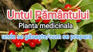 Untul Pământuluicel mai bun remediu Reumatism  Pneumonie Sinuzită [upl. by Ylurt335]