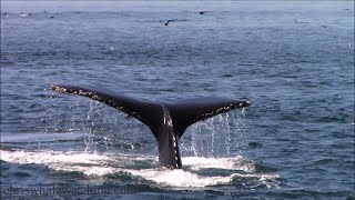 91823 Humpback Whales amp Common Dolphin [upl. by Snahc]