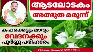 ആടലോടകം Justicia adhatoda  ഔഷധ ഗുണങ്ങൾ  Dr Visakh Kadakkal [upl. by Ludba]