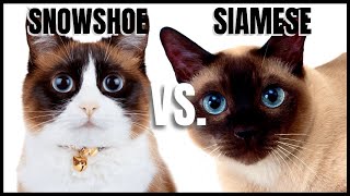 Snowshoe Cat VS Siamese Cat [upl. by Lodmilla828]