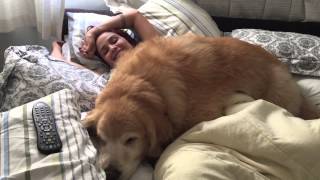 Fat dog wont let human get up [upl. by Mikeb]