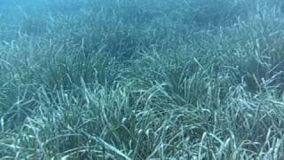 POSEIDONE IL DIO GRECO DEL MARE  POSIDONIA [upl. by Vic]