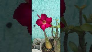 Adenium  First Bloom  Seedlings [upl. by Samp]