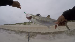 LURE THAT DOMINATED SPANISH MACKEREL NC SLABS CATCH AND COOK [upl. by Nylhtak759]