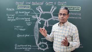 Haemal and Perihaemal System of Starfish [upl. by Sheepshanks]