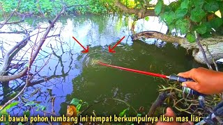 panik‼️tarikan ikan mas besar di spot penuh sangkutan [upl. by Aroel603]