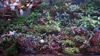 My bucephalandra tank [upl. by Eiramnwad]