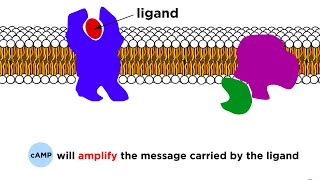 Cell Membranes Ligands Receptors and Phospholipids [upl. by Gillespie]