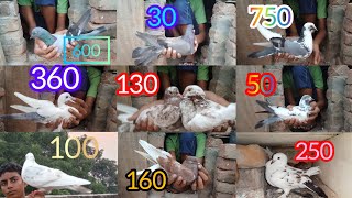 Pigeon for sale 🥰 very low in price 😲 contact this no 9984661510 trainding pigeon kabuter video [upl. by Noirb]