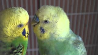 Male BudgieParakeet Courting [upl. by Arvie672]