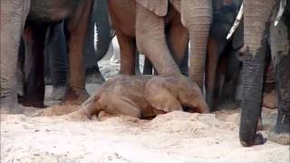 An elephant is born  Sheldrick Trust [upl. by Silverstein]