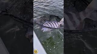 Sheepshead coming to the boat sheepsheadfishing fishing bigfish fishingvideo georgiafishing [upl. by Yasui652]