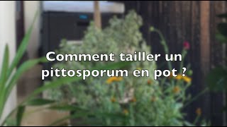 ✿ Comment tailler un pittosporum [upl. by Froh]