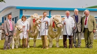 Charolais judging at the Royal Highland Show 2013 [upl. by Kaine582]