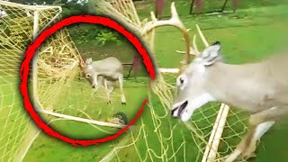 Maryland Police Rescue Deer From Soccer Net [upl. by Rannug]