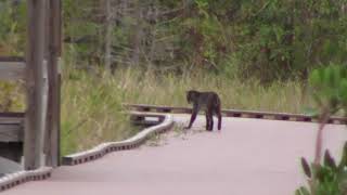 Bobcat at Chesser Island BoardwalkOkefenokee Swamp [upl. by Letti]