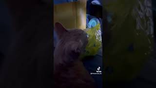 Peaches eating plastic like always😂❤️ capcut fypシ゚viral ytshorts cat catlover orangecat [upl. by Pine619]