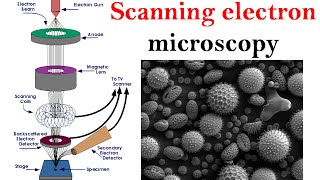 Electron microscopy lecture  Scanning electron microscope [upl. by Skip]