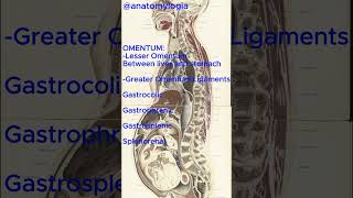 Omentum anatomy peritoneal abdomen ligament [upl. by Ahsart]