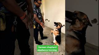 German shepherd obedience training session 279 shorts [upl. by Varion]