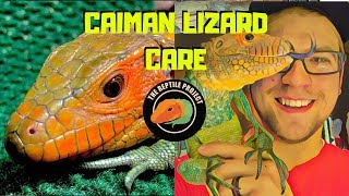 Caiman Lizard Care Basic [upl. by Jesh]