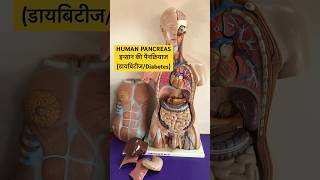 PANCREAS LOCATION amp SHAPE  इन्सान की पैनक्रियाज कहाँ और कैसी होती है  Diabetes amp insulin shorts [upl. by Haakon]