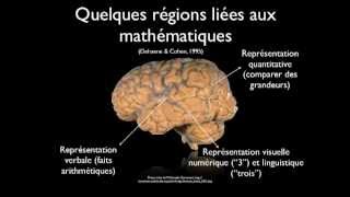 Comprendre le fonctionnement du cerveau pour mieux enseigner [upl. by Irvine381]