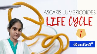 Life Cycle of Ascaris lumbricoides in Telugu  Part1 [upl. by Philemol]