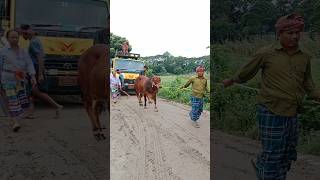 Cow unloading Big size Cow Cow video Part 21 shorts [upl. by Anecusa]