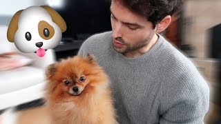 ADOPTION DUN CHIEN POMERANIAN 2  BÉBÉ CHIOT  CARL ISAAC VLOG [upl. by Hcirdeirf]