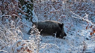 Охота на кабана 2018  Нарезка лучших выстрелов  Wild boar hunting 2018 [upl. by Steinway]