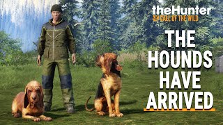 BLOODHOUND DLC  FIRST LOOK  TheHunter Call of the Wild [upl. by Apple]