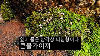 큰물가이끼 Philonotis turneriana Schwägr Mitt [upl. by Pyle]