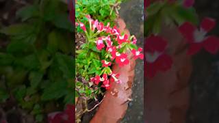 Verbena plant shorts terracegardening gardening trending [upl. by Tymon682]