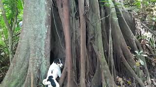 MARIO SIGIENDO UNA GUATUSA EN EL BOSQUE LA CUSUQUITA [upl. by Bez]