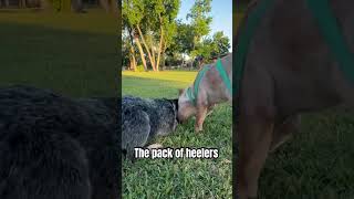 The pack of heelers heelers [upl. by Hux483]