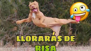 🚨 Este Video te Hará REÍR 998 GARANTIZADO 🙀🐶 Mejores Animales Graciosos del Momento [upl. by Deron881]