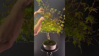 Taille de densification sur l’érable palmatum bonsai en été [upl. by Eirised886]