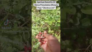 Spiritual Benefits Of Abrus Precatorius Rosary Pea quotObrekuo eniquot [upl. by Parsifal703]